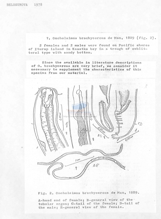 Oncholaimus brachycercus