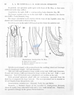 Oncholaimus brachycercus