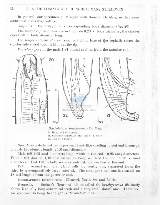 Oncholaimus brachycercus