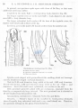 Nematoda (roundworms)