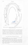 Oncholaimus brachycercus