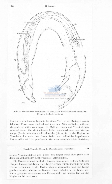 Oncholaimus brachycercus