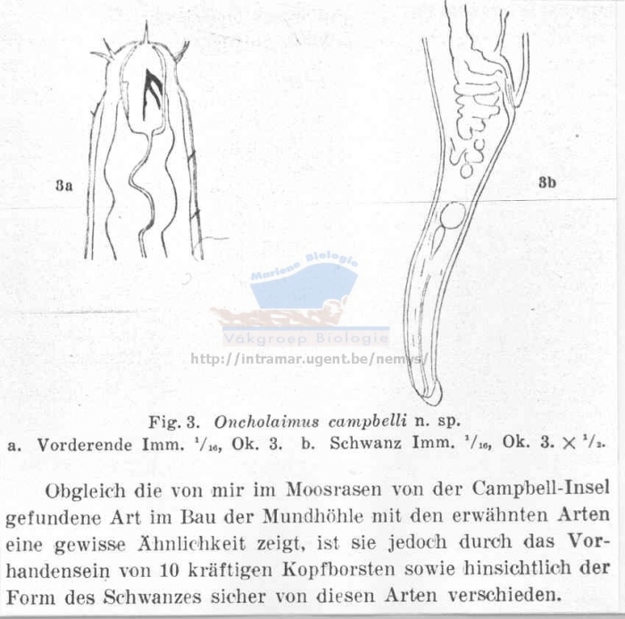 Oncholaimus campbelli