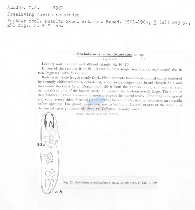 Oncholaimus rotundicaudatus