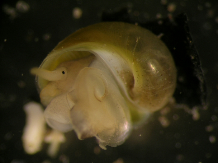 Lacuna pallidula Lacuna pallidula