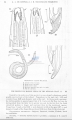 Nematoda (roundworms)