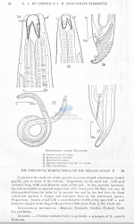 Oncholaimus oxyuris