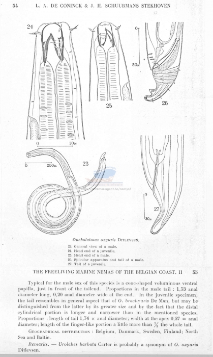 Oncholaimus oxyuris