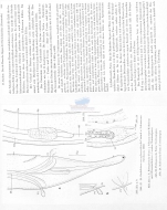 Oncholaimus campylocercoides