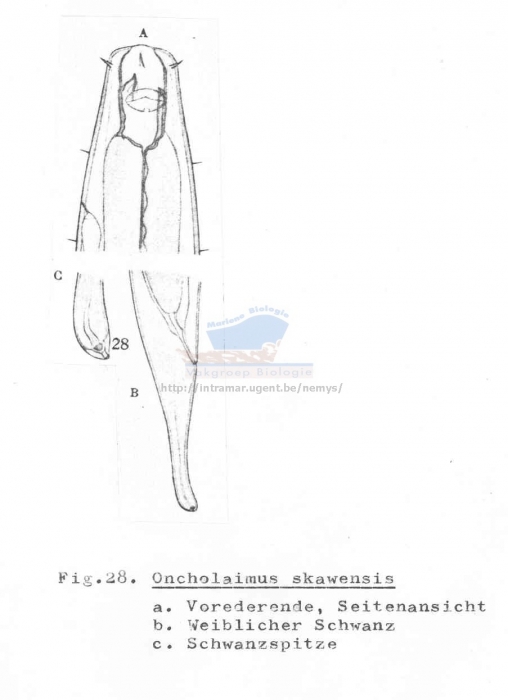 Oncholaimus skawensis