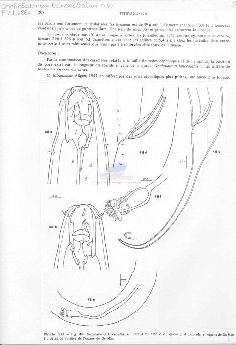 Oncholaimus lanceolatus