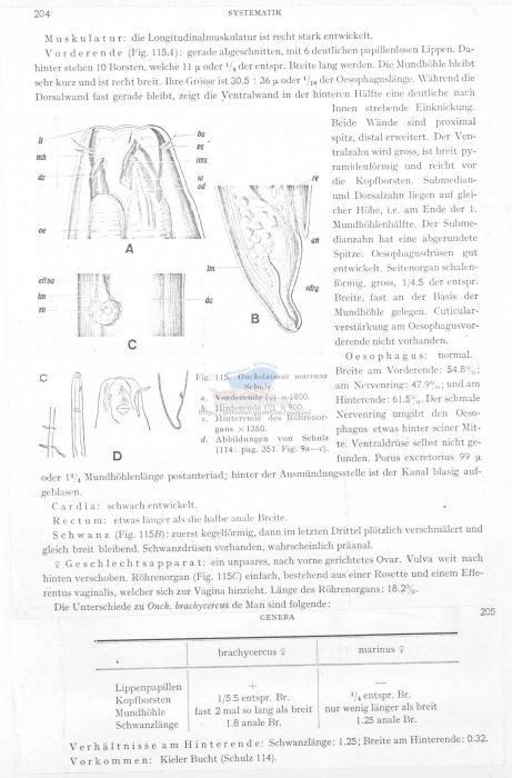 Oncholaimus marinus