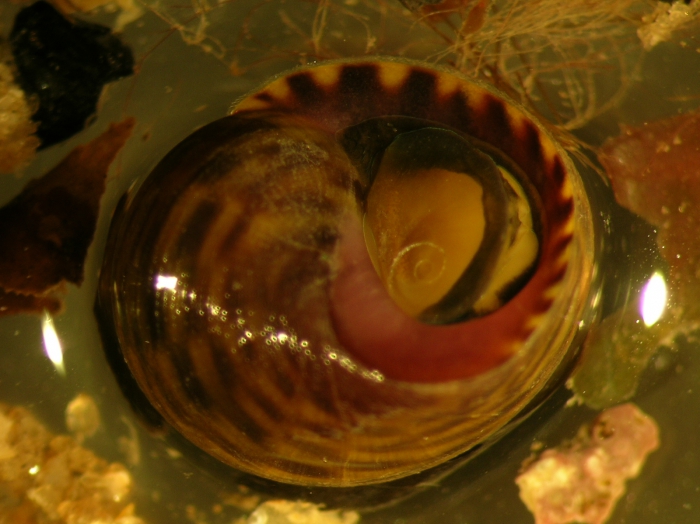 Littorina fabialis Littorina fabialis
