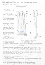 Oncholaimus brevisetosus