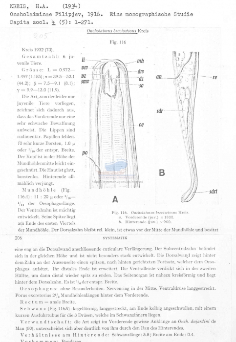 Oncholaimus brevisetosus