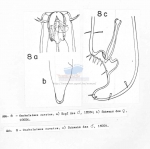 Oncholaimus cavatus