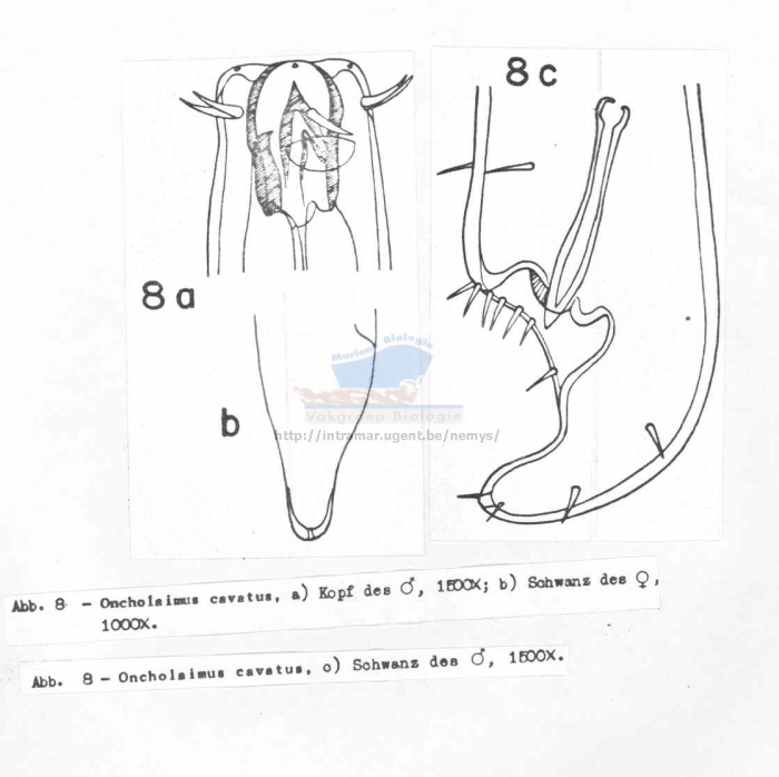 Oncholaimus cavatus