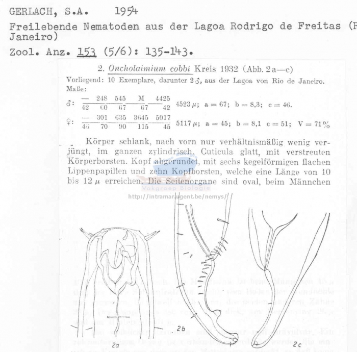 Oncholaimus cobbi