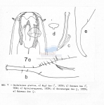 Oncholaimus gladius