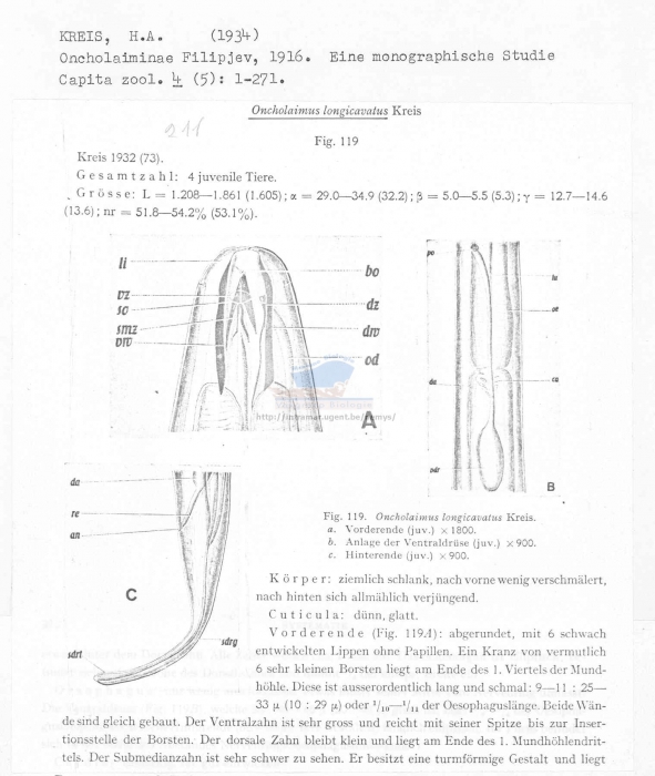 Oncholaimus longicavatus