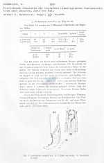 Oncholaimus menzeli