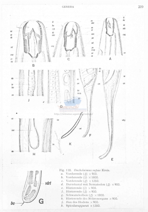 Oncholaimus rapax