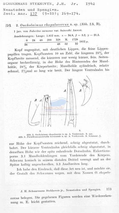 Oncholaimus rhopalocercus