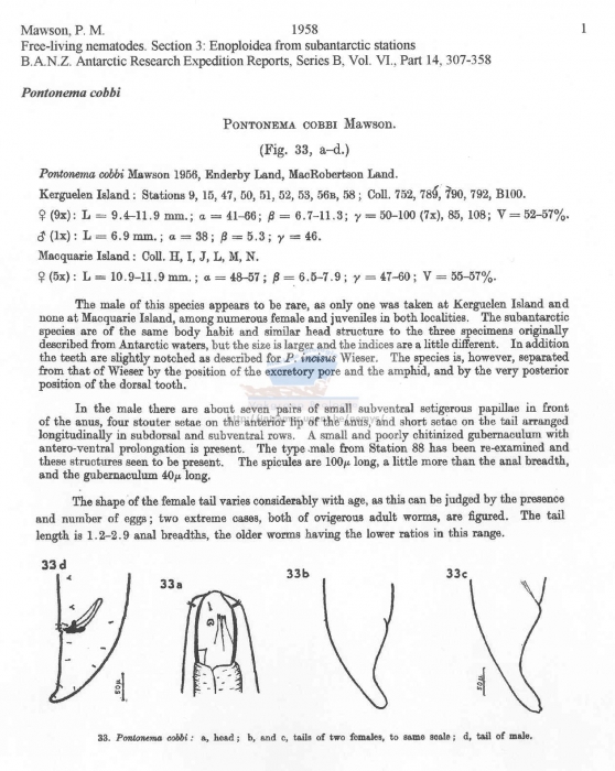 Pontonema cobbi