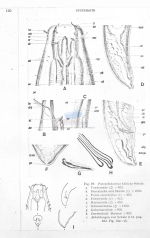 Pontonema balticum