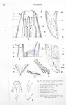 Pontonema balticum