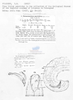 Paroncholaimus papilliferus