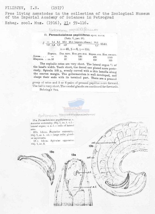 Paroncholaimus papilliferus