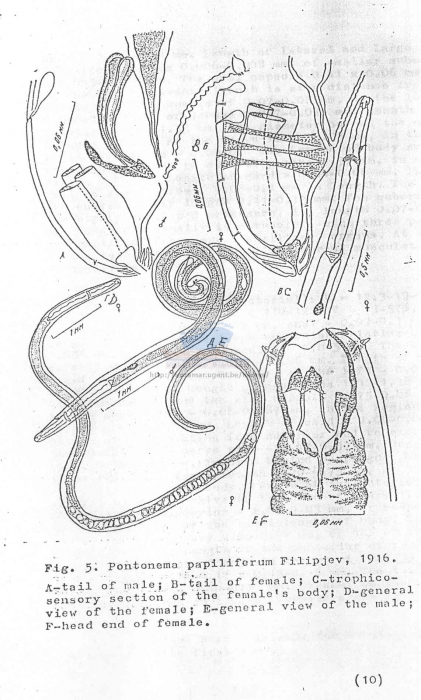 Pontonema papilliferum