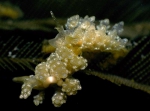 Nudibranchia