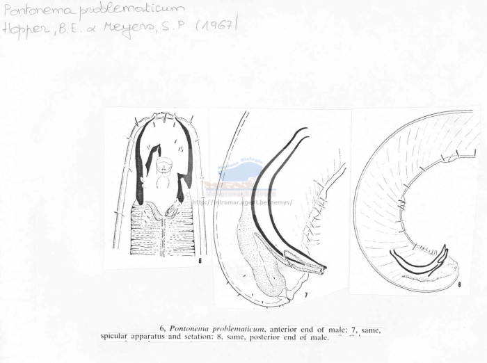 Pontonema problematicum