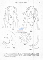 Pontonema yaenae