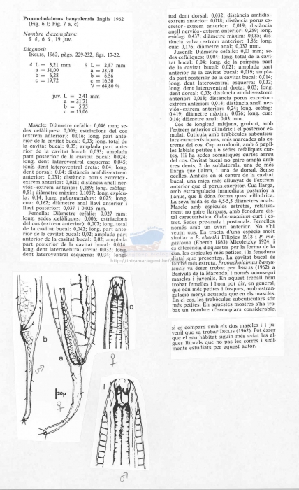 Prooncholaimus banyulensis