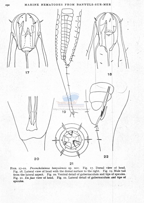 Prooncholaimus banyulensis