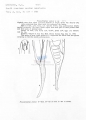 Nematoda (roundworms)