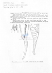 Prooncholaimus aransas