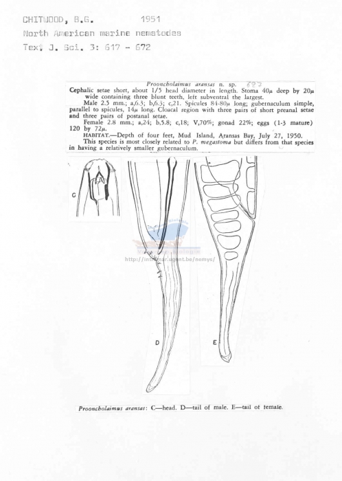 Prooncholaimus aransas