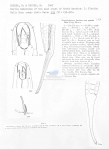 Prooncholaimus hastatus