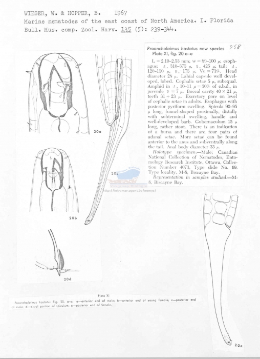 Prooncholaimus hastatus