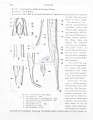 Nematoda (roundworms)