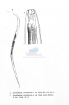 Nematode file-library of the Marine Biology Section (Ghent University, Belgium)