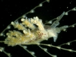 Nudibranchia