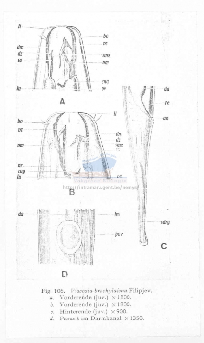 Viscosia brachylaima