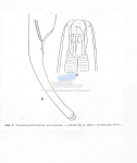 Nematode file-library of the Marine Biology Section (Ghent University, Belgium)