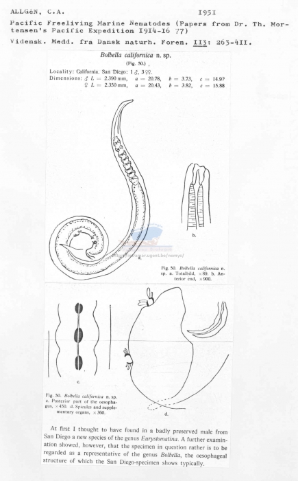 Belbolla californica