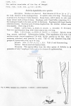 Nematode file-library of the Marine Biology Section (Ghent University, Belgium)